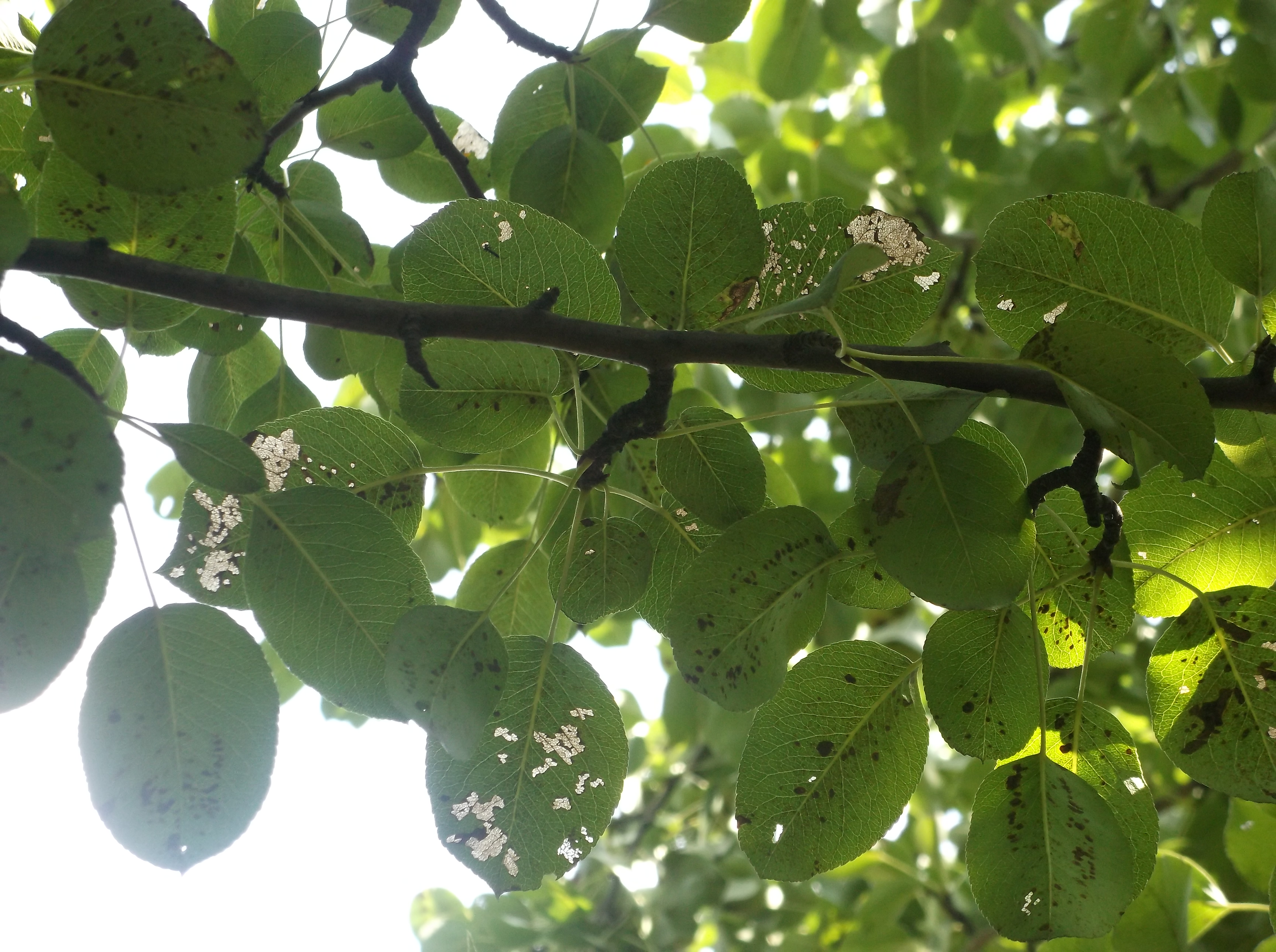 Парша листьев