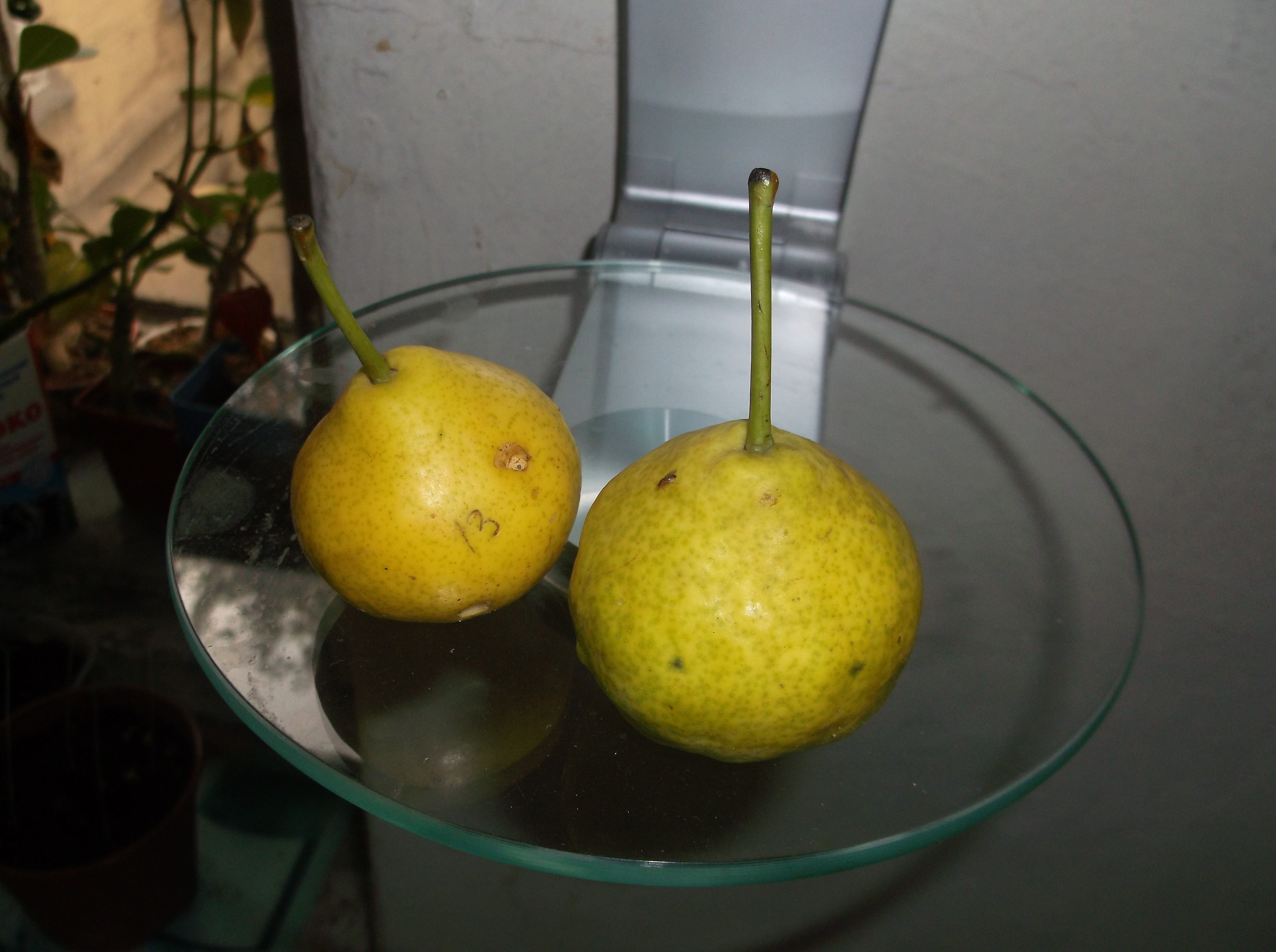 Взвешивание плодов